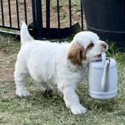 Clumber Spaniel Puppies from Ruxland Clumber Spaniels