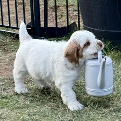 Clumber Spaniel Puppies from Ruxland Clumber Spaniels