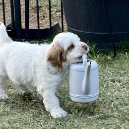 Clumber Spaniel Puppies from Ruxland Clumber Spaniels