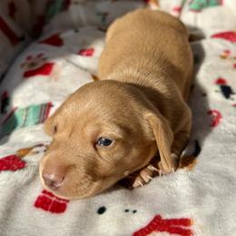 Little Red - Red male Dachshund puppy in Orlando, Florida from Weiner Wunderland of Central Florida