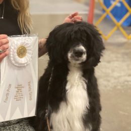 Glowworm - Portuguese Water Dog