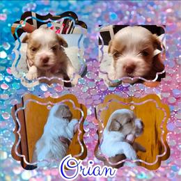 Orian - Parti male Yorkshire Terrier puppy in Atlanta, Georgia from Royal Beauties Yorkies of Atlanta