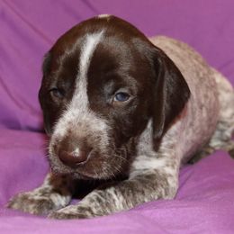 German Shorthaired Pointer Puppies from GLC Pointers