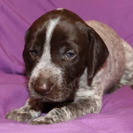 German Shorthaired Pointer Puppies from GLC Pointers