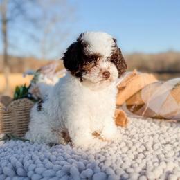 Dumplin - Parti male Poodle puppy in Chapel Hill, North Carolina from Cyndi’s Poodles