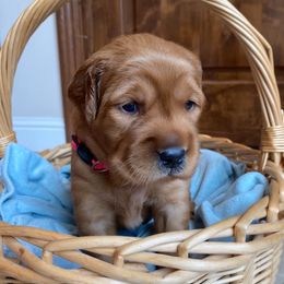 Pick 5 - Dark golden female Golden Retriever puppy in San Luis Obispo County, California from Golden Peak Retrievers