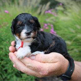 Pearl - Tri-color female Bernedoodle puppy in Eagle Mountain, Utah from Fur Real Puppies.