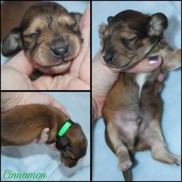 Cinnamon - Red male Dachshund puppy in South Webster, Ohio from Griffith’s Gorgeous Dachshunds