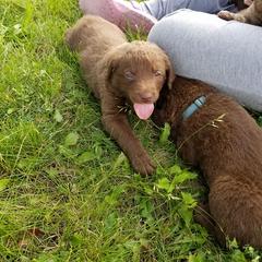 Chesapeake Bay Retriever Puppies from Twin Oak's Chesapeakes
