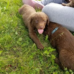 Chesapeake Bay Retriever Puppies from Twin Oak's Chesapeakes