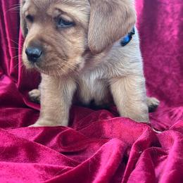 Blue - Yellow Male - Yellow male Labrador Retriever puppy in Beaverdam, Virginia from Gold Heart Labradors