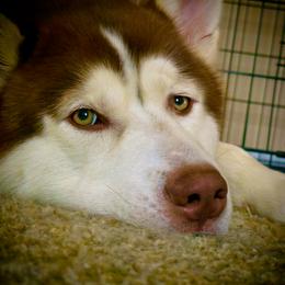 Siberian Husky puppies from Siberian Huskies of Tampa Bay