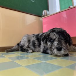 Agnes - Merle female Cavapoo puppy in Thorndale, Texas from Hattie’s Texas Cavapoos