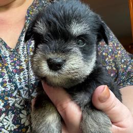 Cassie (the runt) - Black and silver female Miniature Schnauzer puppy in Hull, Georgia from Ardent Miniature Schnauzers of Athens