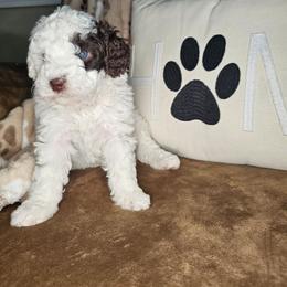 Eggnog - Brown and white female Bernedoodle puppy in Fort White, Florida from Jade