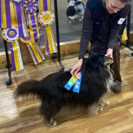 Boo - Shetland Sheepdog