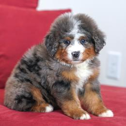 Raptor - Blue merle male Bernedoodle puppy in Dundee, Ohio from Down Home Doodle