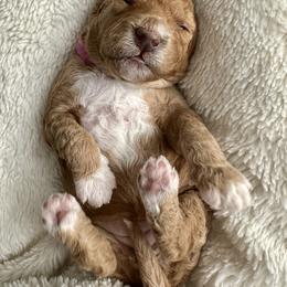 Juliet - Apricot female Goldendoodle puppy in New Britain, Connecticut from Goldendoodles Yorkiepoo Stars CT