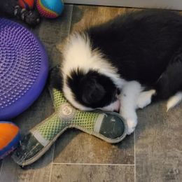 Border Collie Puppies from Overdrive Border Collies
