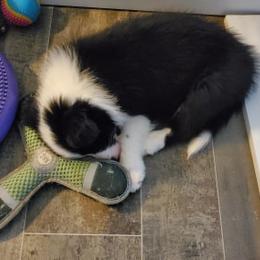 Border Collie Puppies from Overdrive Border Collies