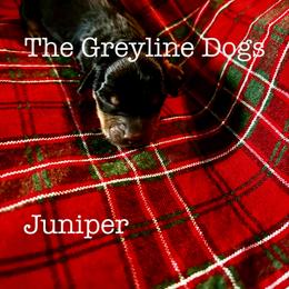 Juniper - Black and tan female Dachshund puppy in Overbrook, Kansas from The Greyline Dogs