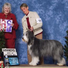 Bearded Collies from Blue Moon Beardies