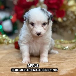 Apple - Blue merle female Australian Shepherd puppy in Bethany, Connecticut from Wynter Thyme Manor Australian shepherds