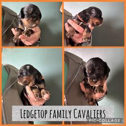 Orange - Black and tan male Cavalier King Charles Spaniel puppy in Greenleaf, Wisconsin from Ledgetop Family Cavaliers