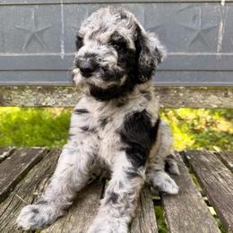 Turnip - Blue merle male Aussiedoodle puppy in New Philadelphia, Ohio from Oldtown Doodles