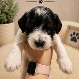Lincoln - Black and white male Bernedoodle puppy in Center Line, Michigan from Mitten Made Bernedoodles