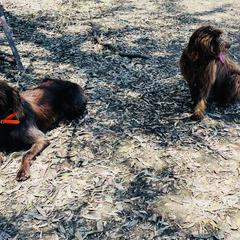 Pudelpointer All Grown Up from On a hunt kennels