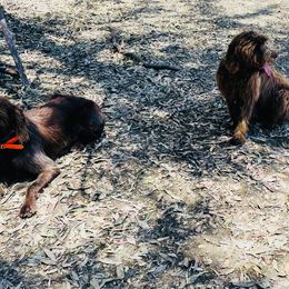 Pudelpointer All Grown Up from On a hunt kennels