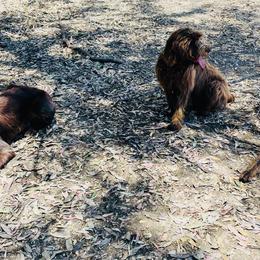 Pudelpointer All Grown Up from On a hunt kennels