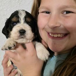 Augustus - Black white and tan male English Springer Spaniel puppy in Florida from Thunderbird Springers