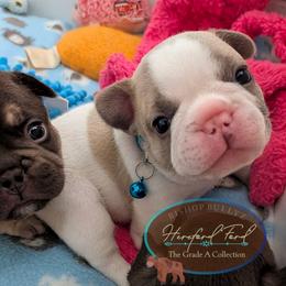 Hereford (Ford) - Fawn and white male French Bulldog puppy in Fort Atkinson, Wisconsin from Bishop Bullyz