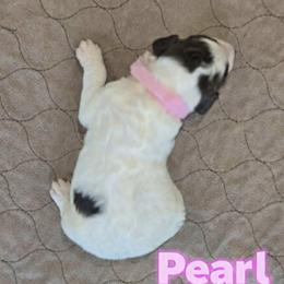 Assorted Doodle Crosses and Poodle Puppies from Royal T Acres