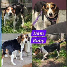 Beagle puppies from Nse Farms Beagles