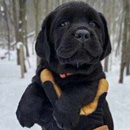 Boy 4 - Black male Labrador Retriever puppy in Plainwell, Michigan from Preuss Puppies