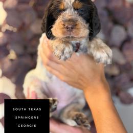Georgie - Tri-Roan female English Springer Spaniel puppy in Brownsville, Texas from South Texas Springers