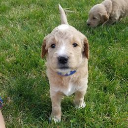 Goldendoodle Puppies from Masondixondoodles