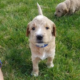 Goldendoodle Puppies from Masondixondoodles