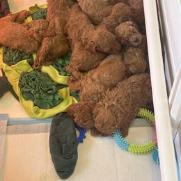 Cavapoo Puppies from Teddy Bear Doodles