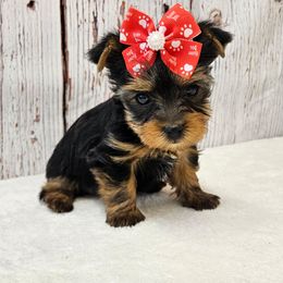 Holly - Blue and gold female Yorkshire Terrier puppy in Monticello, Iowa from Ashley’s Puppies
