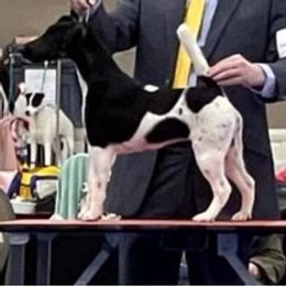 Smooth Fox Terriers and Wire Fox Terriers from Far Echo Fox Terriers