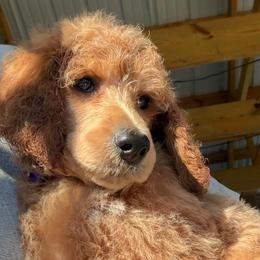 Petal - Apricot female Poodle puppy in Greenwich, New York from MizzElle’s Standard Poodles