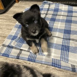 Pomsky Puppies from Michelle's Pomskies