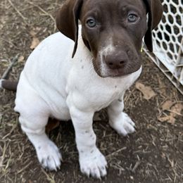Millie (Girl 5- Lime Green) - Liver and white female German Shorthaired Pointer puppy in Keller, Texas from Jerri Ford