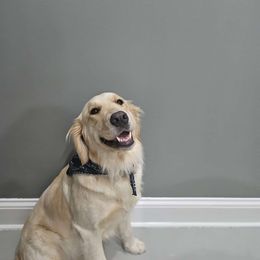 Marley - Golden Retriever