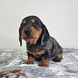 Boy 1 - Dapple male Dachshund puppy in Belle Rive, Illinois from Akin's Miniature Dachshunds, LLC