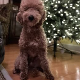 Beau - Cream Goldendoodle puppy in Tennessee from Wonder Poodles and Doodles